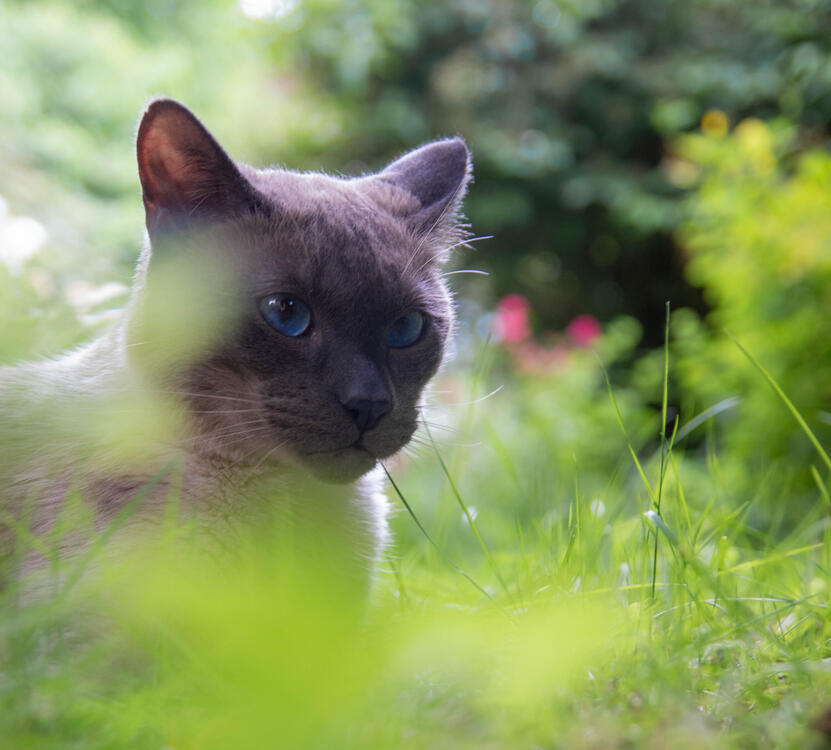 Ein Foto einer Siamkatze auf einer Wiese