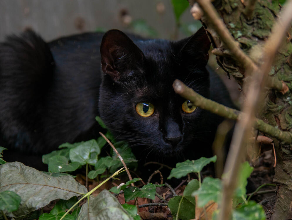 Eine schwarze Katze neben einem Baum