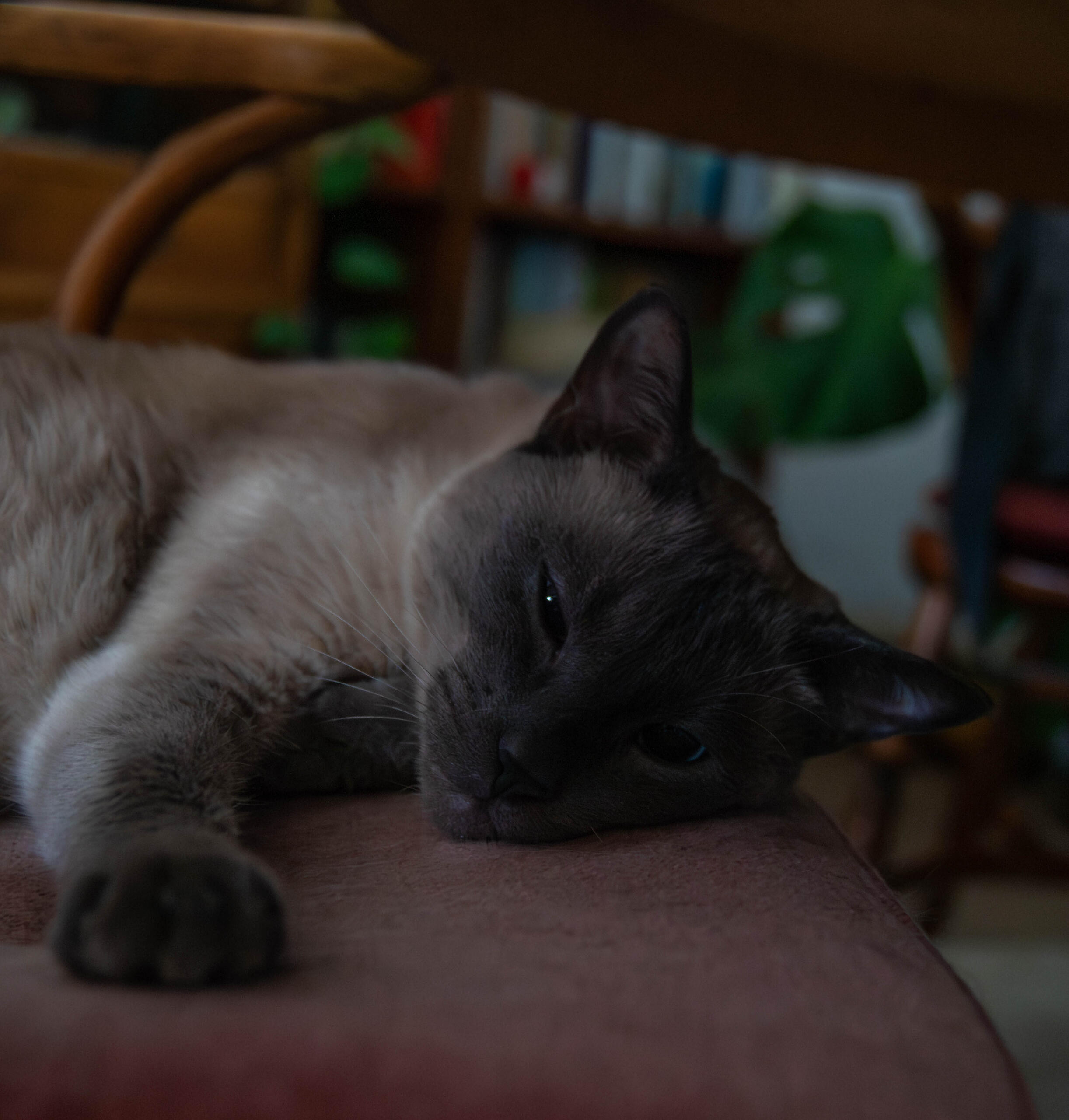 Foto einer Katze Fotografie einer dösenden Katze